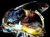 Goldwespen (Chrysididae) beeindrucken durch das metallisch, irisierende Farbenspiel (grün, grünblau, blau, rot, kupferrot etc.) auf ihrem Chitinpanzer